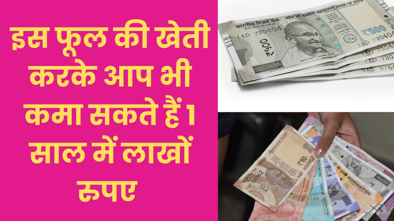 Business idea : इस फूल की खेती करके आप भी कमा सकते हैं 1 साल में लाखों रुपए, आज ही शुरू करें